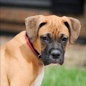 Meet your Posher, Josh